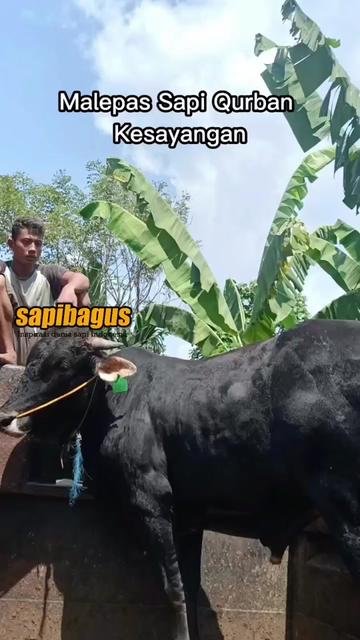 Melepas-Sapi-Qurban-Kesayangan